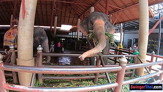 Feeding elephants and sex at home after