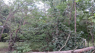 Our Third Girlfriend Keeps Watch in the Park so No One Catches Us Having Sex
