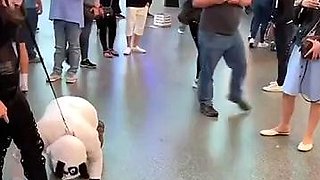 PLATINUM'S PATHETIC PET PUBLIC MUTT CRAWL FemDom