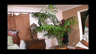 The Mulatto Cogedora