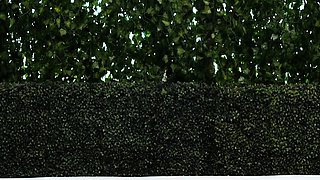 Close up teen fucking