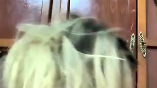 Close up fuck and cumshot