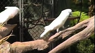 Hot Group sex outdoor