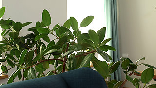 Passion Under the Ficus