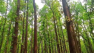 Desi Bhabhi Urineing in the Jungle