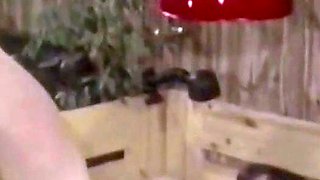 Danish Schoolgirls Group Sex