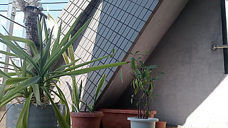 Peeing on a Potted Plant