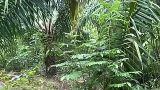 Ibu Tiri Dan Anak Tiri Ngewe Di Kebun Sawit Part2