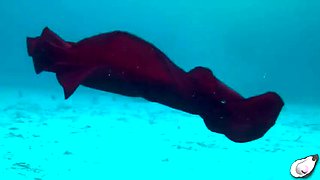 Supergirl Fucked Hard by Horny Octopus - Big Clit MILF Solo Underwater Sex