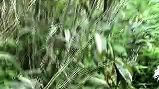 Kazuha Minami in Hello Asian Japanese Titty by